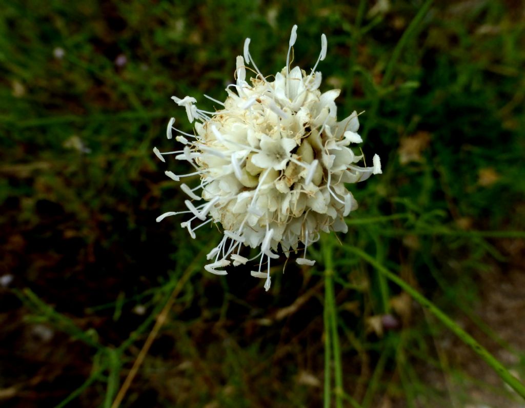 Cephalaria leucantha / Vedovina a teste bianche