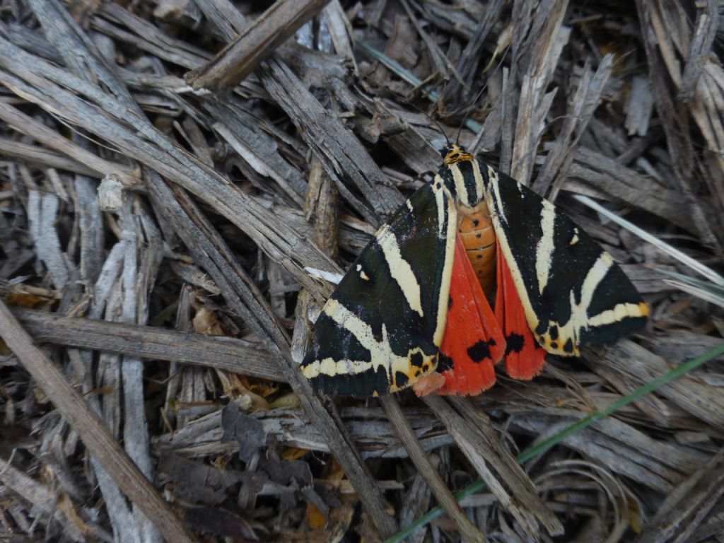 Catocala? No, Euplagia quadripunctaria, Erebidae Arctiinae