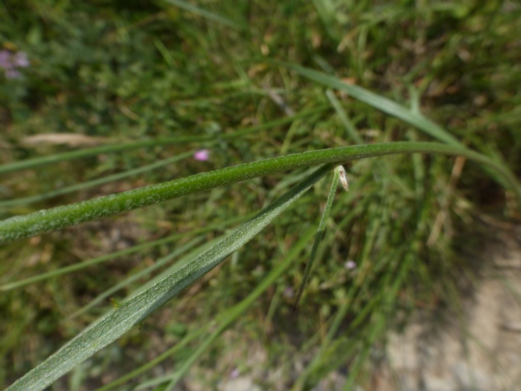 Catananche caerulea e Xeranthemum annuum (Asteraceae)