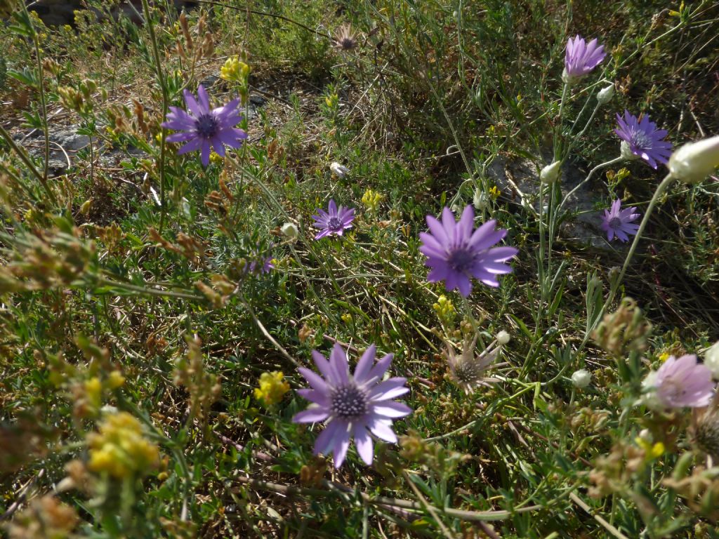 Catananche caerulea e Xeranthemum annuum (Asteraceae)