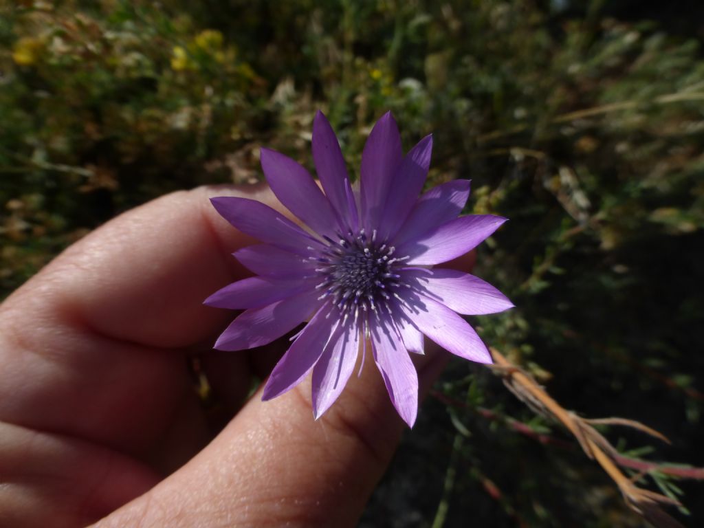 Catananche caerulea e Xeranthemum annuum (Asteraceae)