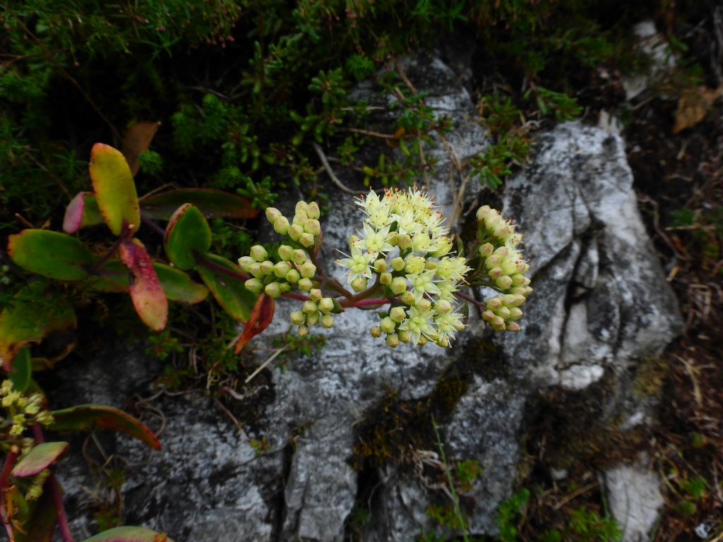 Hylotelephium maximum / Borracina massima
