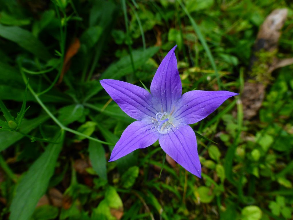 Campanula patula / Campanula bienne