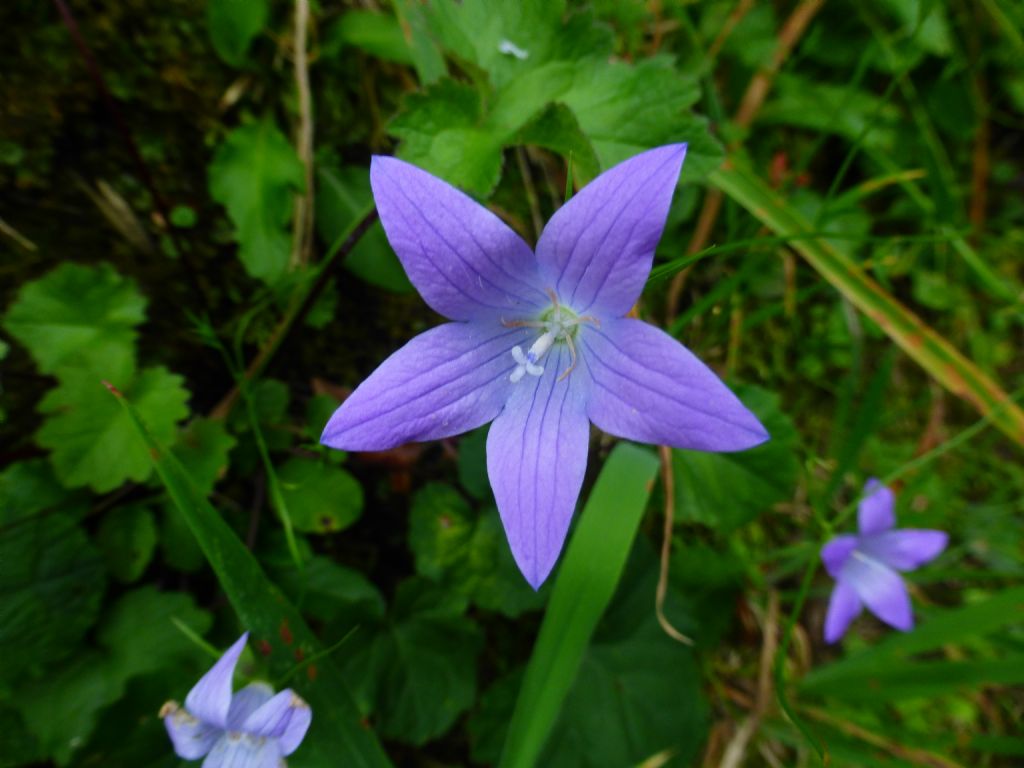 Campanula patula / Campanula bienne