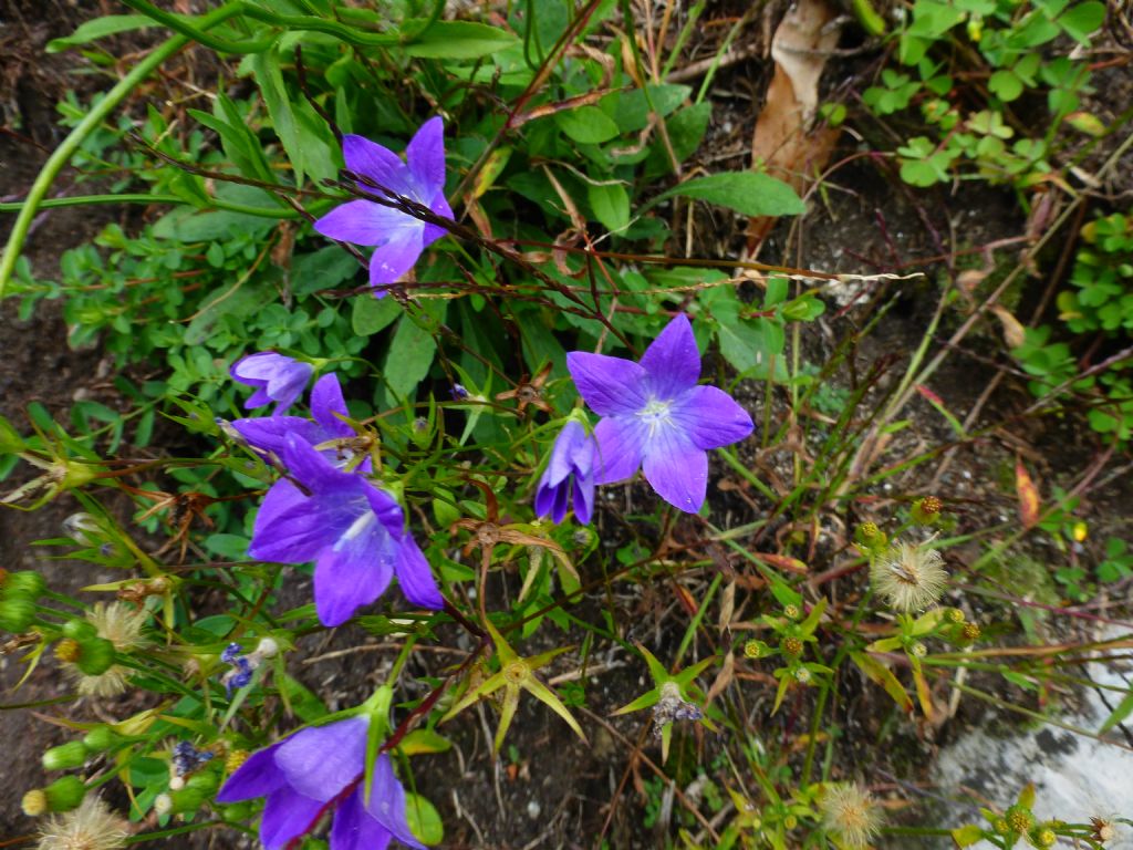 Campanula patula / Campanula bienne