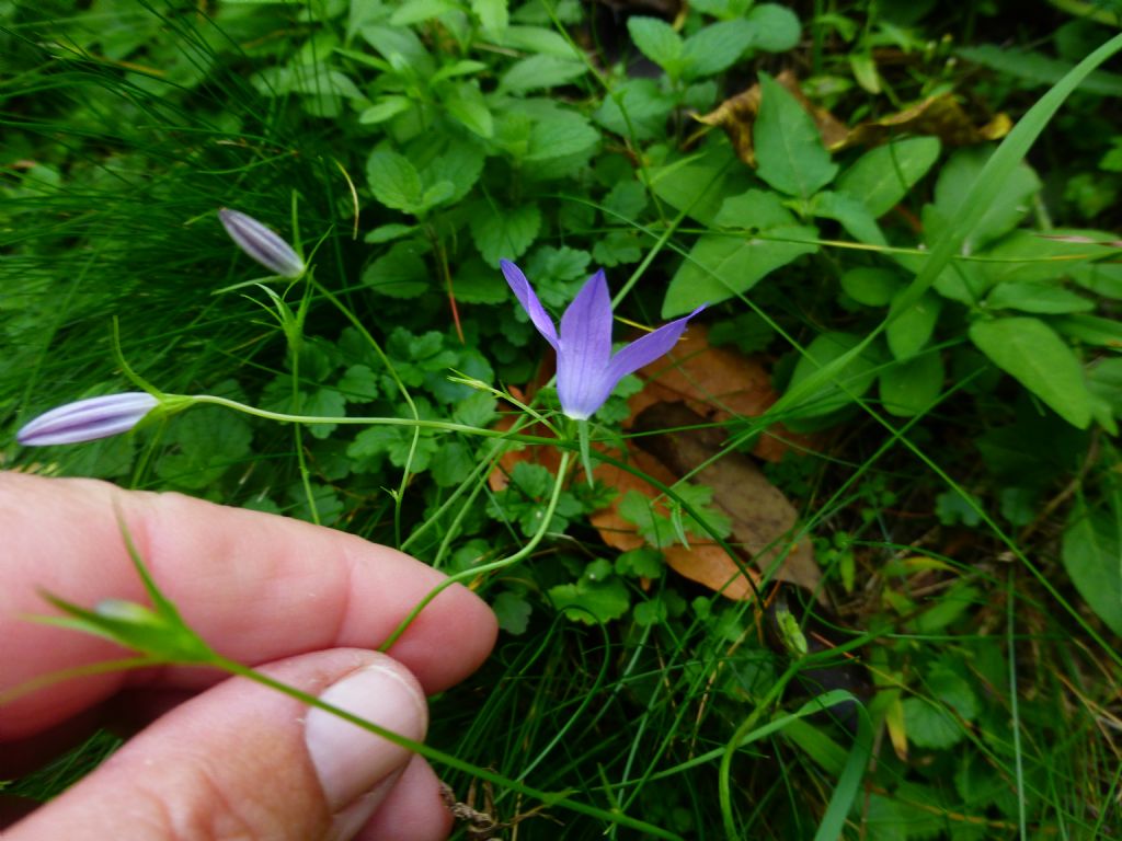 Campanula patula / Campanula bienne