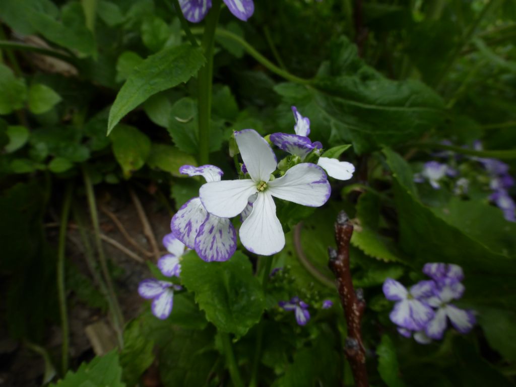 Lunaria rediviva / Lunaria comune