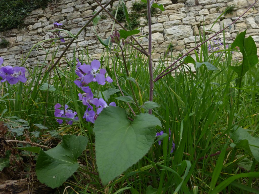 Lunaria rediviva / Lunaria comune