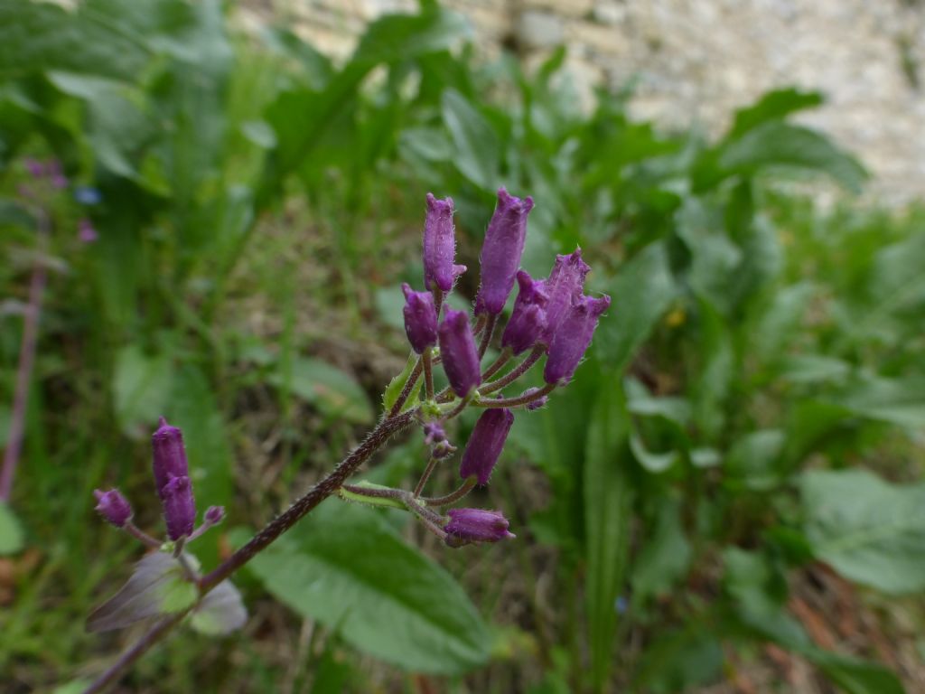 Lunaria rediviva / Lunaria comune