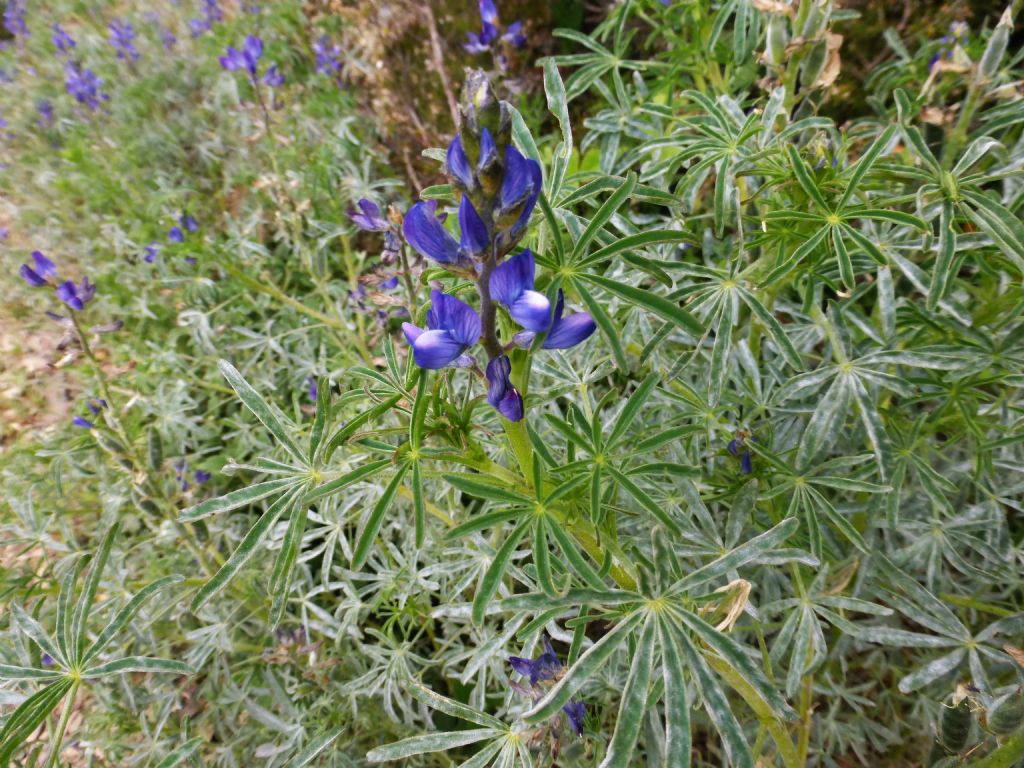 Lupinus angustifolius