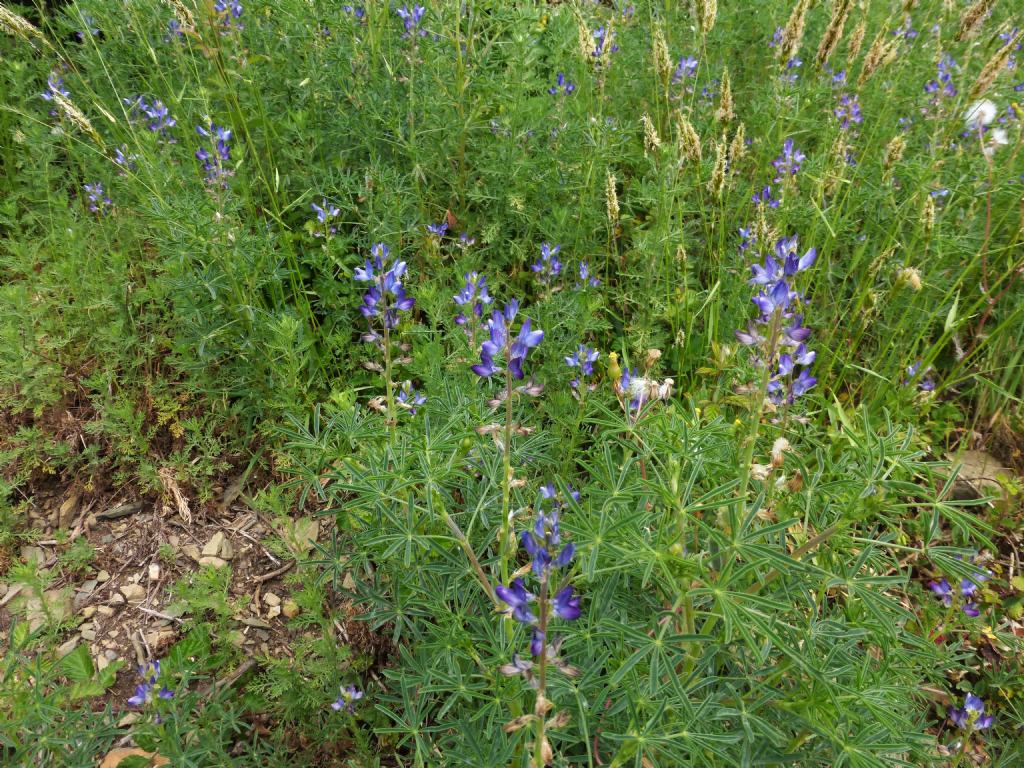 Lupinus angustifolius