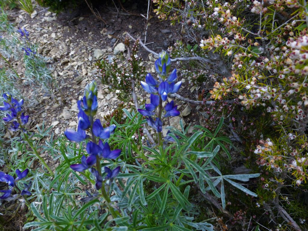 Lupinus angustifolius
