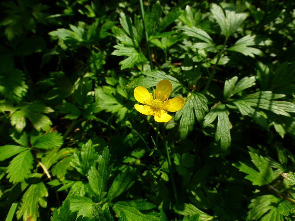 Ranunculus repens