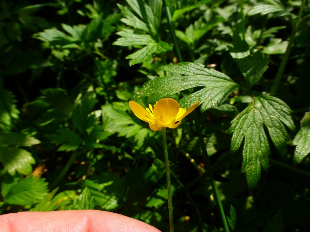 Ranunculus repens