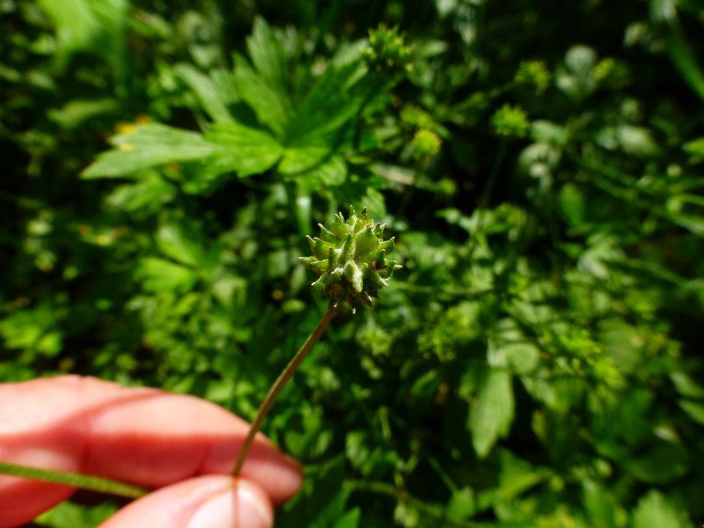 Ranunculus repens