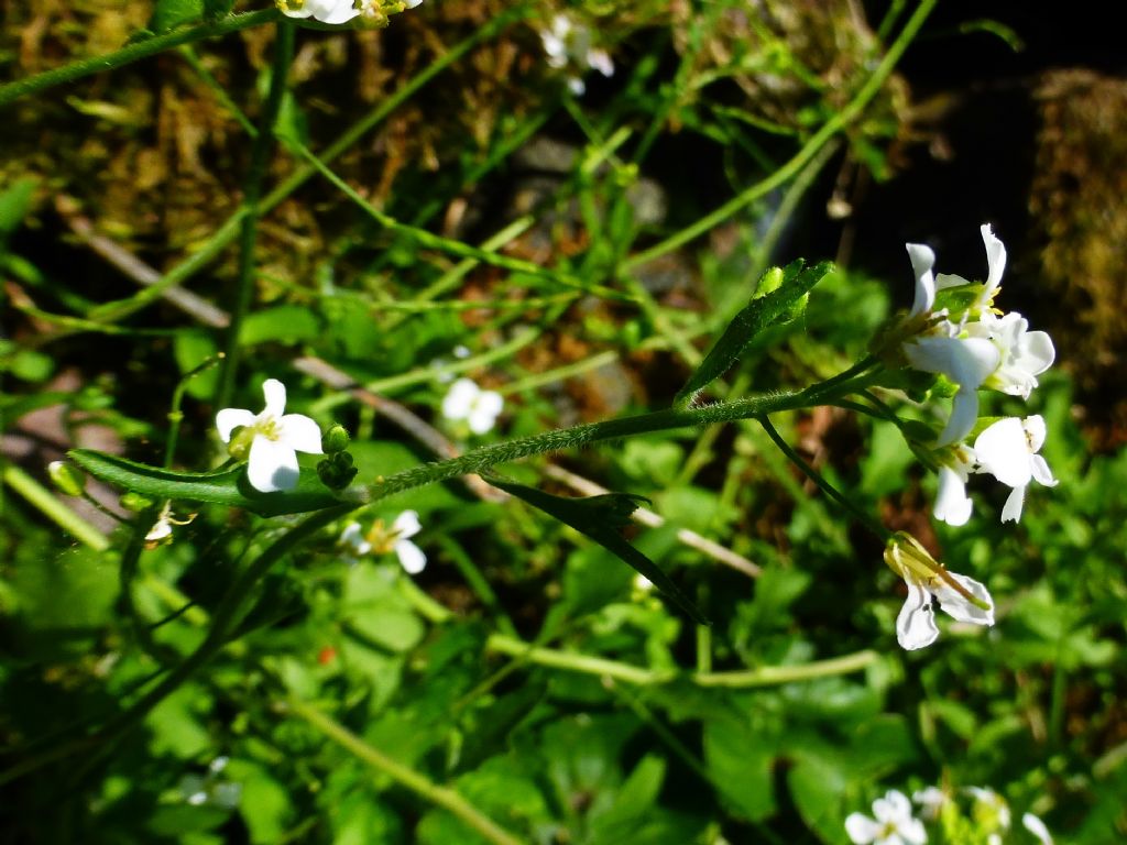 Arabidopsis halleri / Arabetta di Haller