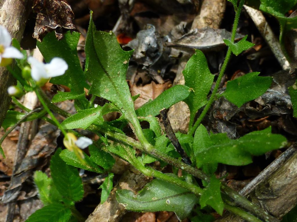 Arabidopsis halleri / Arabetta di Haller