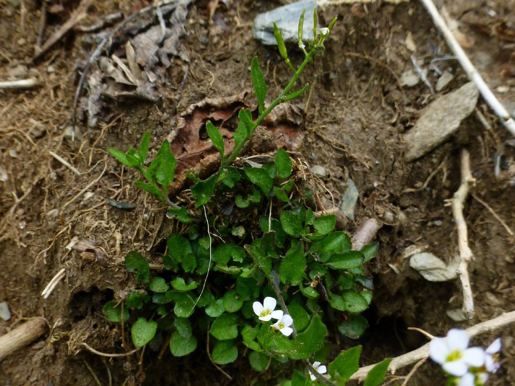 Arabidopsis halleri / Arabetta di Haller