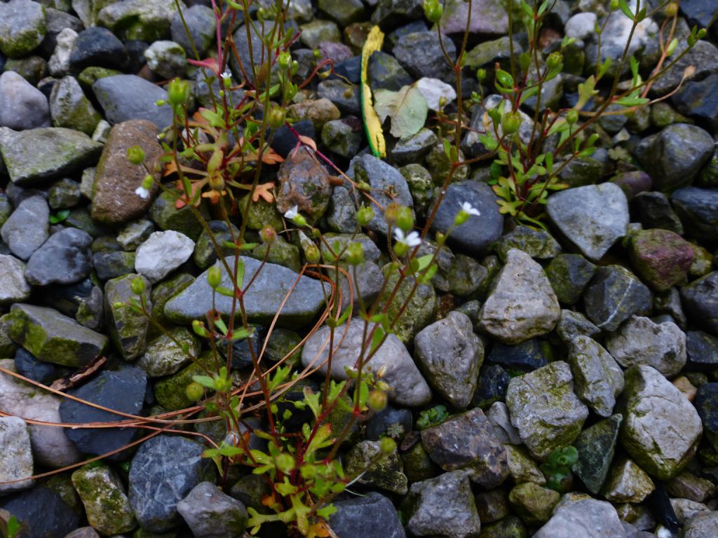 Fiorellino piccolissimo - Saxifraga tridactylites