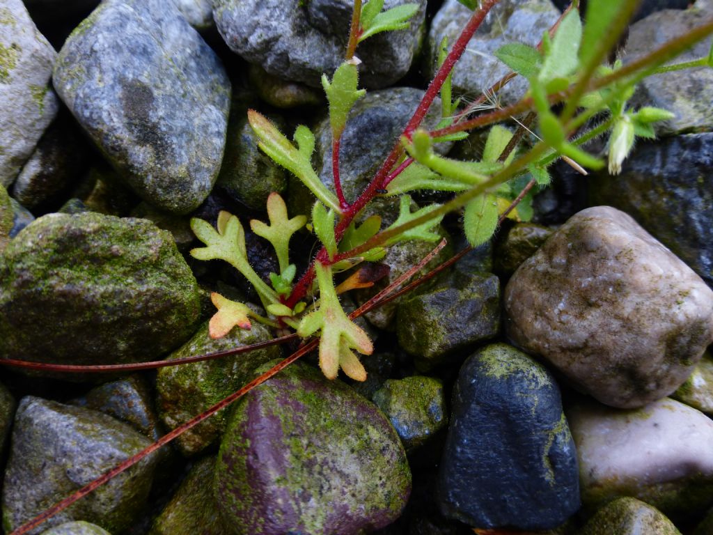 Fiorellino piccolissimo - Saxifraga tridactylites
