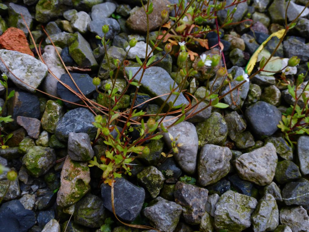 Fiorellino piccolissimo - Saxifraga tridactylites