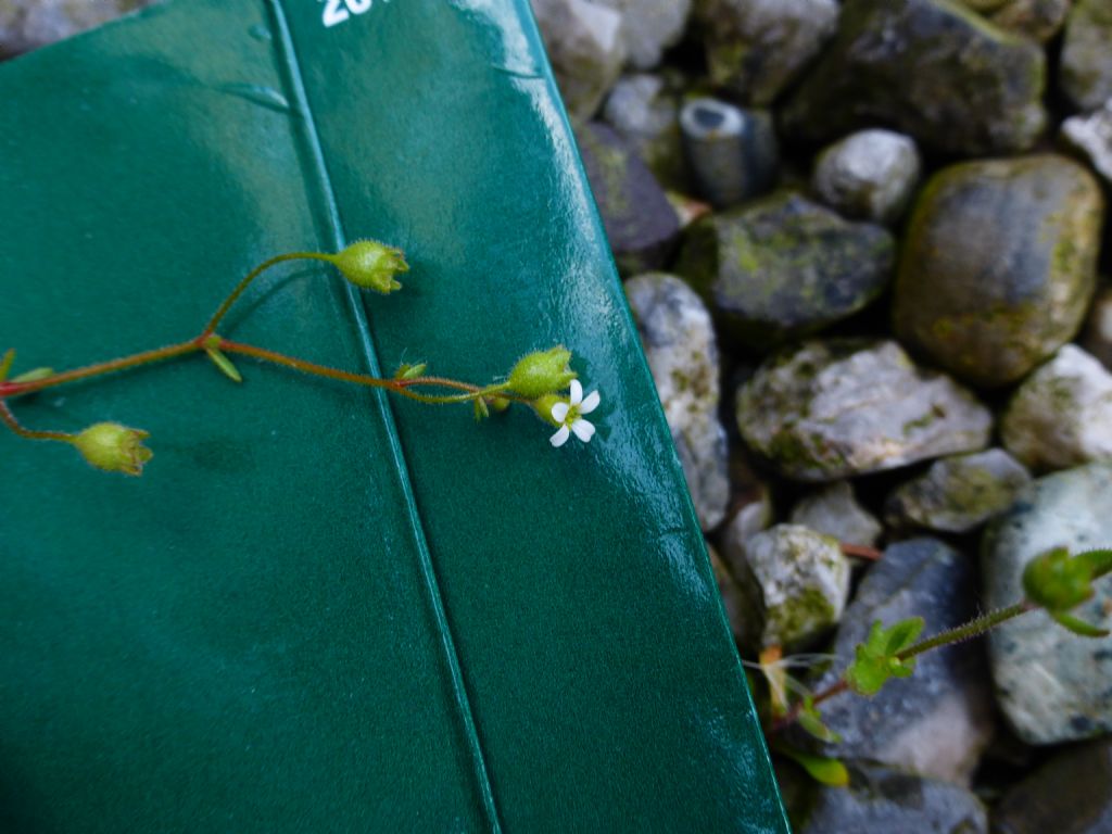 Fiorellino piccolissimo - Saxifraga tridactylites