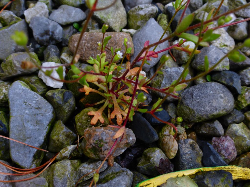 Fiorellino piccolissimo - Saxifraga tridactylites