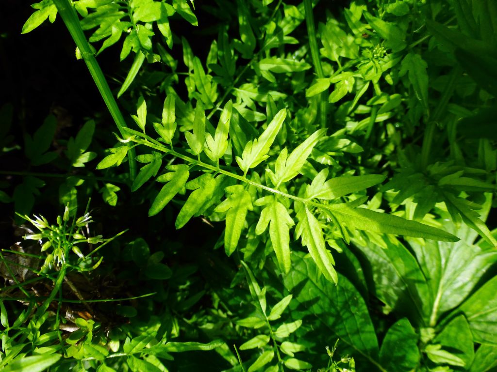 Cardamine impatiens / Billeri comune