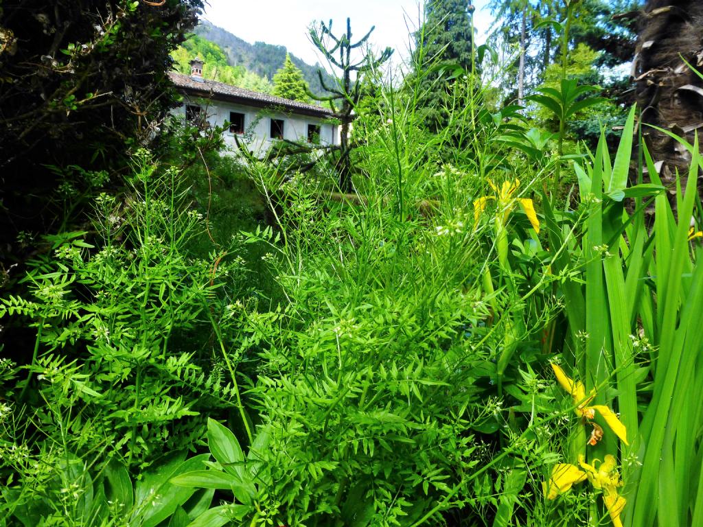 Cardamine impatiens / Billeri comune