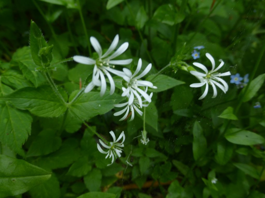 Stellaria nemorum / Centocchio dei boschi