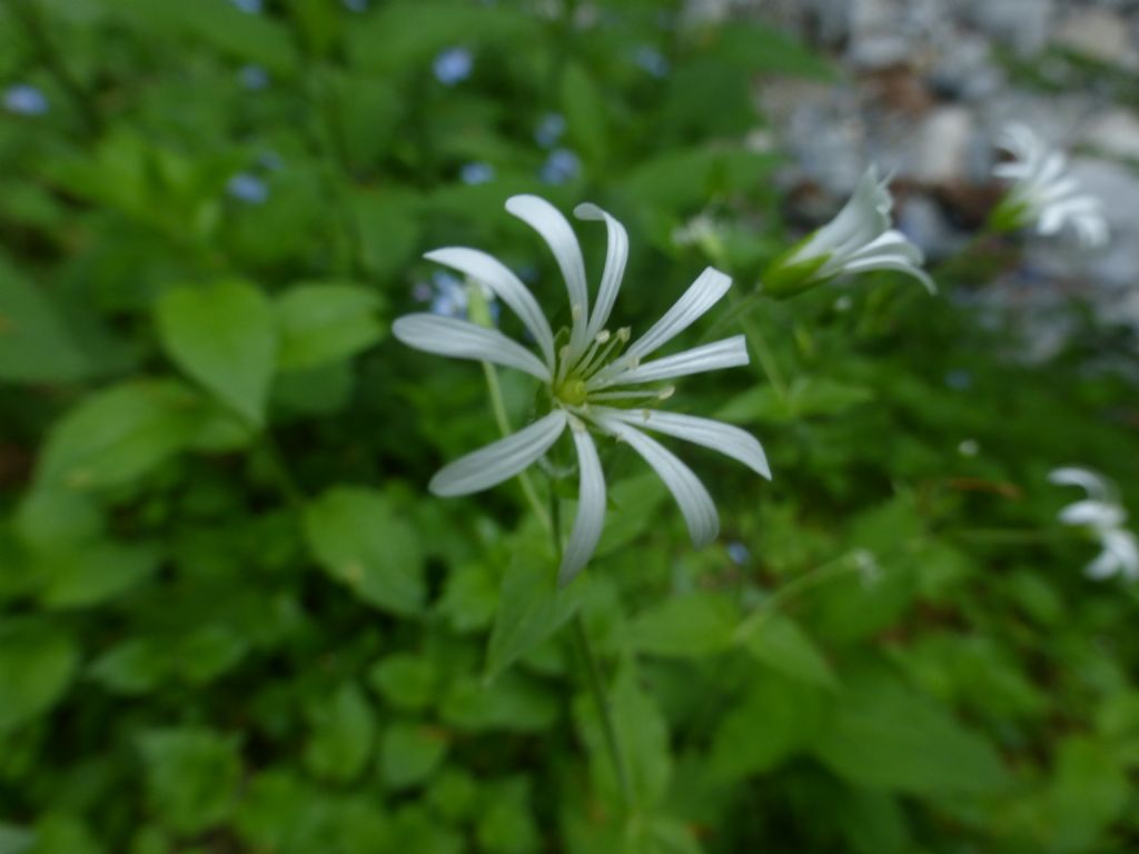 Stellaria nemorum / Centocchio dei boschi