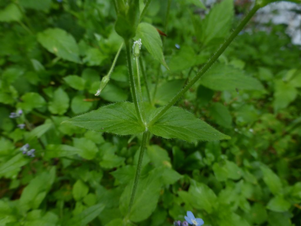 Stellaria nemorum / Centocchio dei boschi
