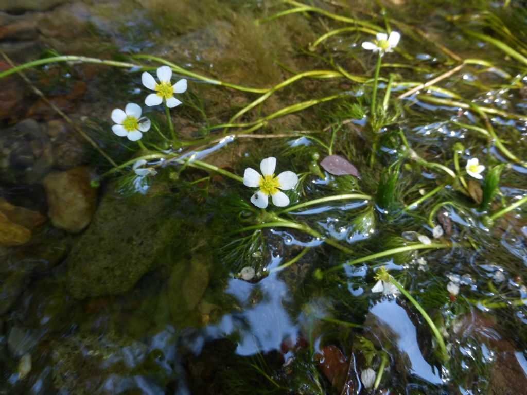 Ranunculus trichophyllus?