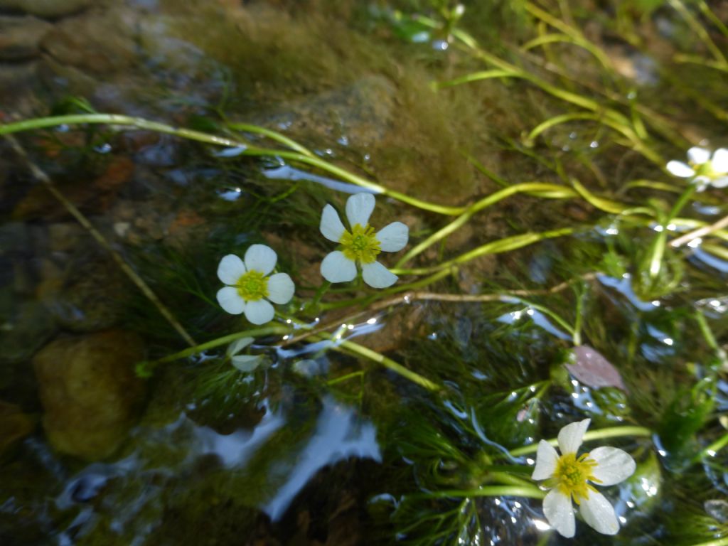 Ranunculus trichophyllus?