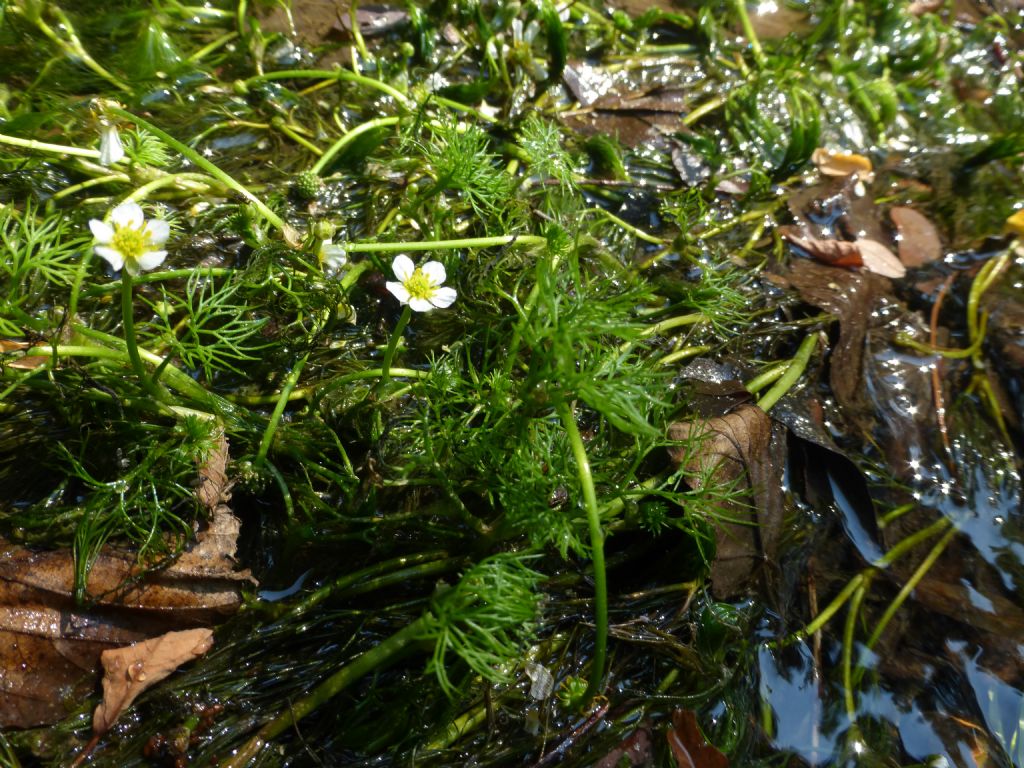 Ranunculus trichophyllus?