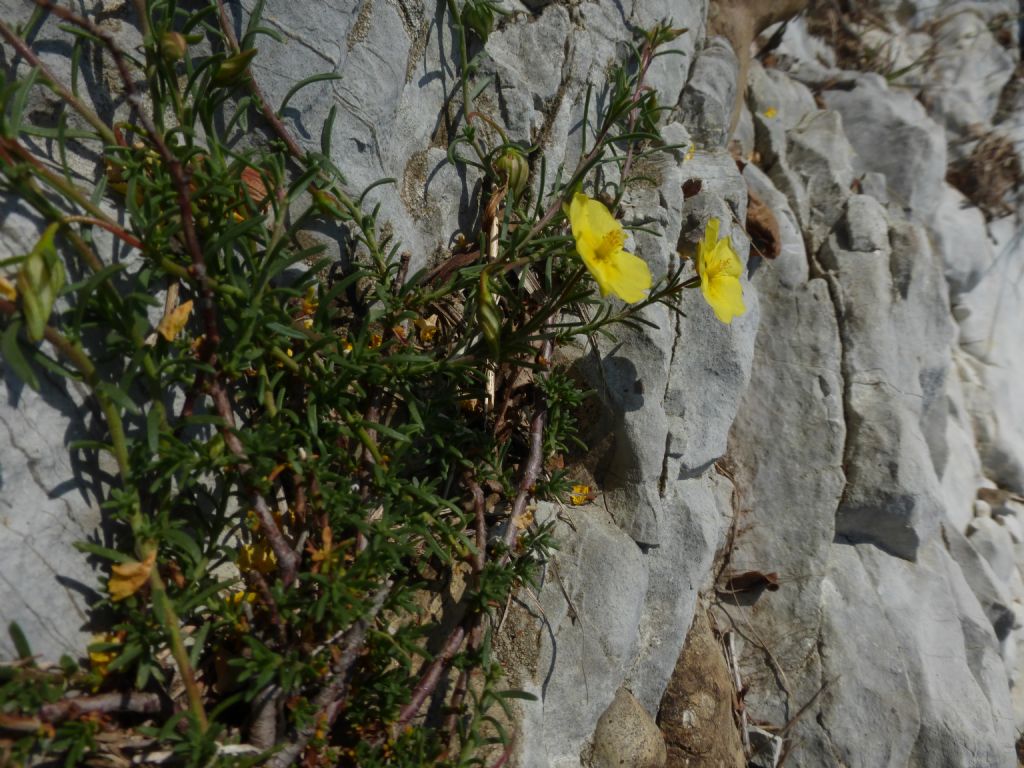 Fumana procumbens / Fumana comune