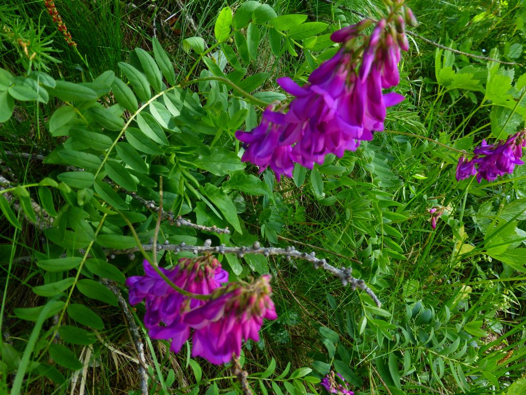 Hedysarum hedysaroides / Sulla alpina