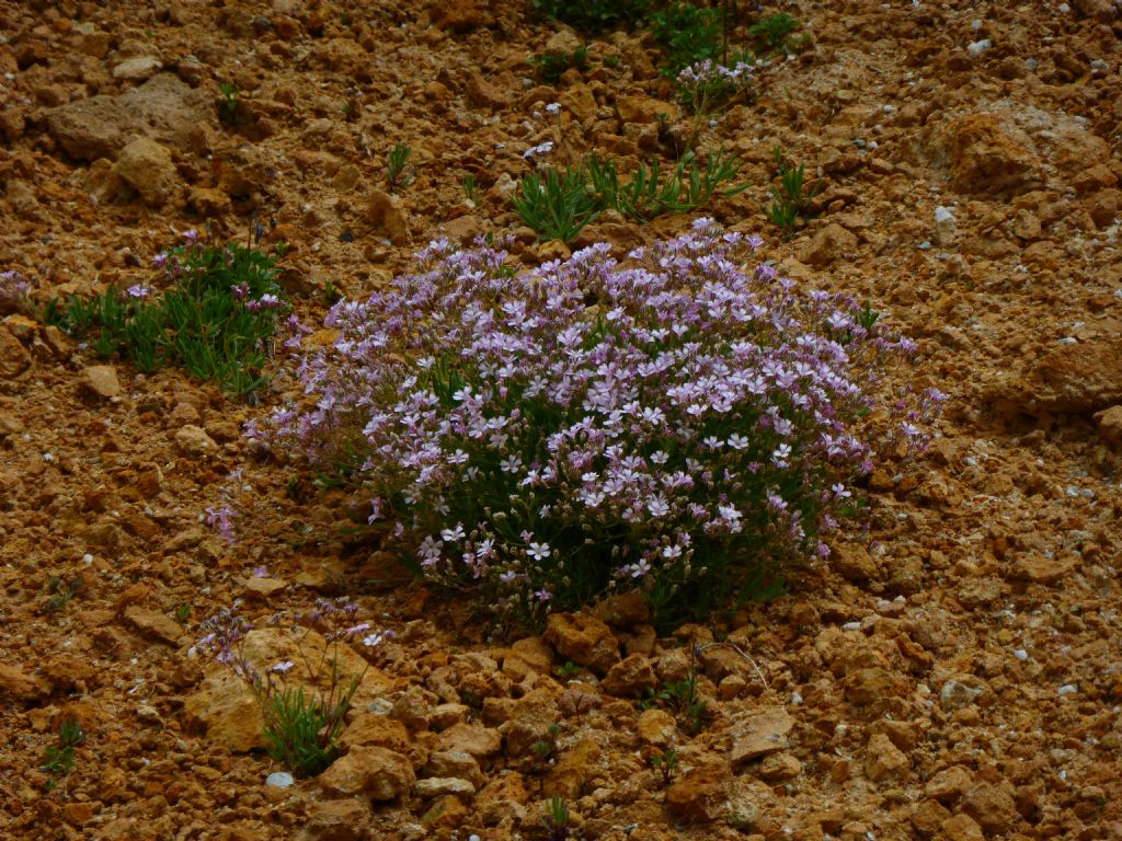 Val Veny - Gypsophila repens