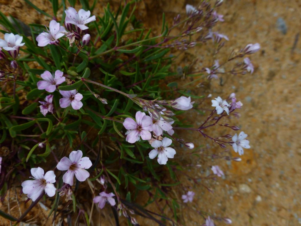 Val Veny - Gypsophila repens