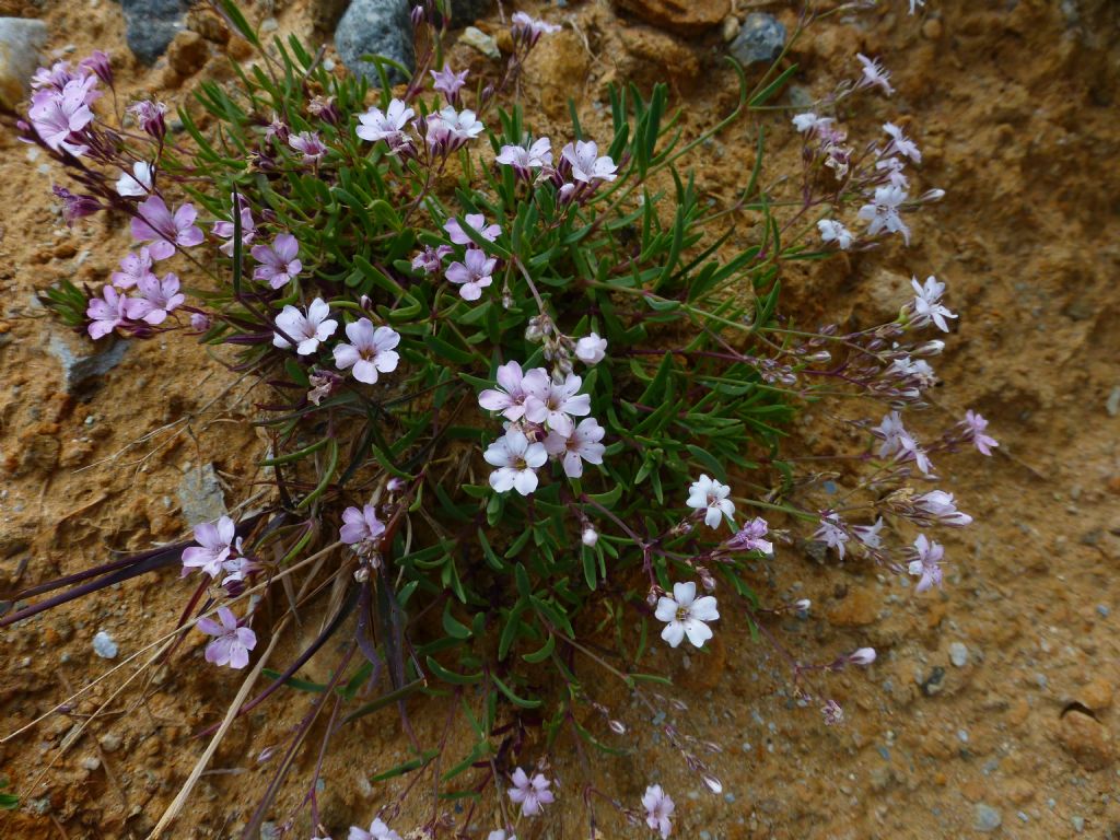 Val Veny - Gypsophila repens