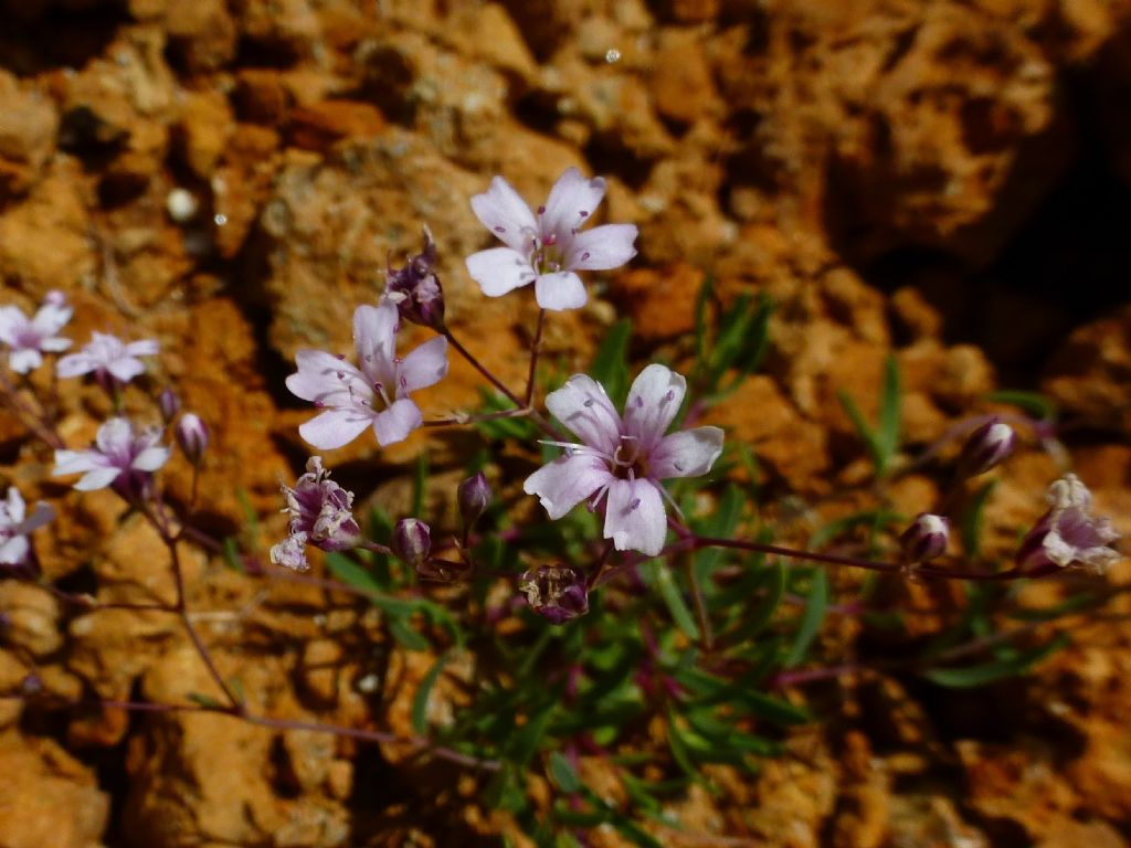 Val Veny - Gypsophila repens