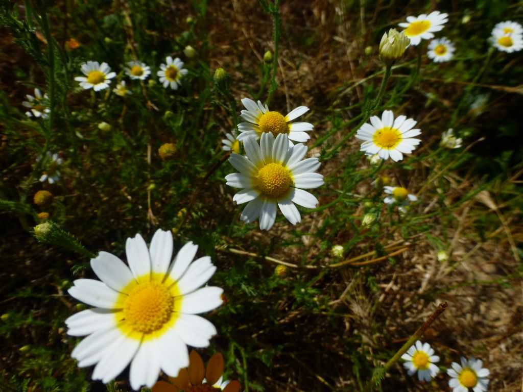 Asteracea romane  - Cladanthus mixtus e Anacyclus radiatus