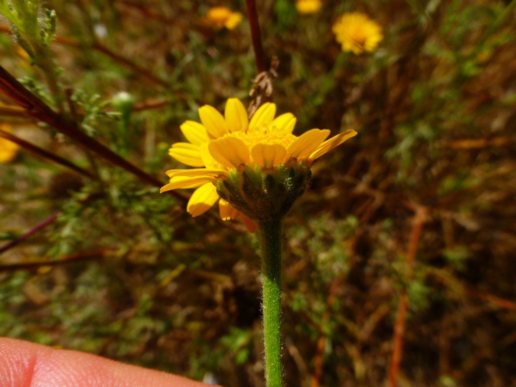 Asteracea romane  - Cladanthus mixtus e Anacyclus radiatus