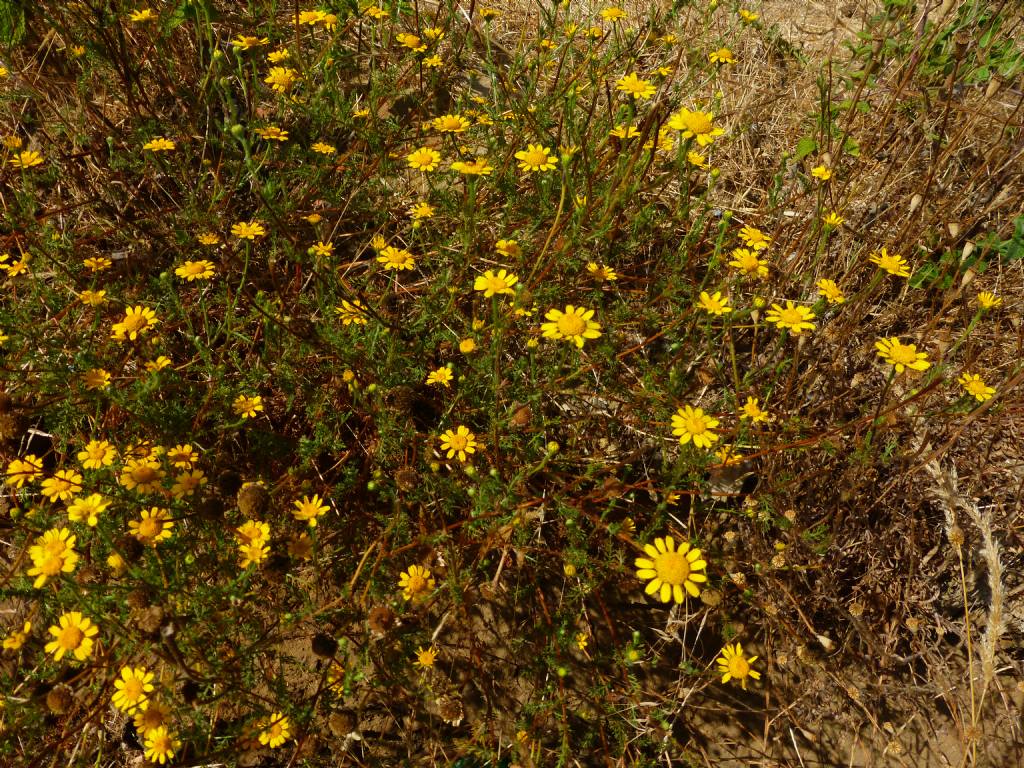 Asteracea romane  - Cladanthus mixtus e Anacyclus radiatus