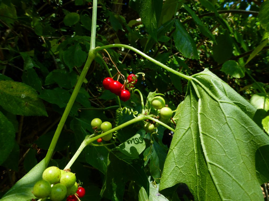 Sempre sulla Francigena - Bryonia cretica subsp. dioica