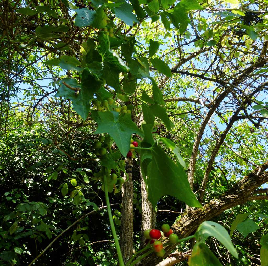 Sempre sulla Francigena - Bryonia cretica subsp. dioica