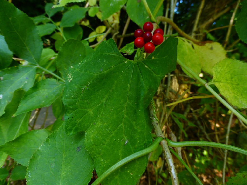 Sempre sulla Francigena - Bryonia cretica subsp. dioica