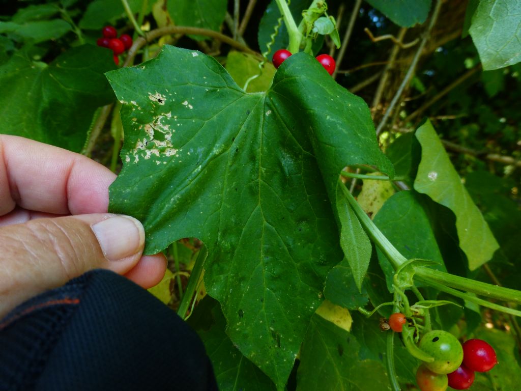Sempre sulla Francigena - Bryonia cretica subsp. dioica