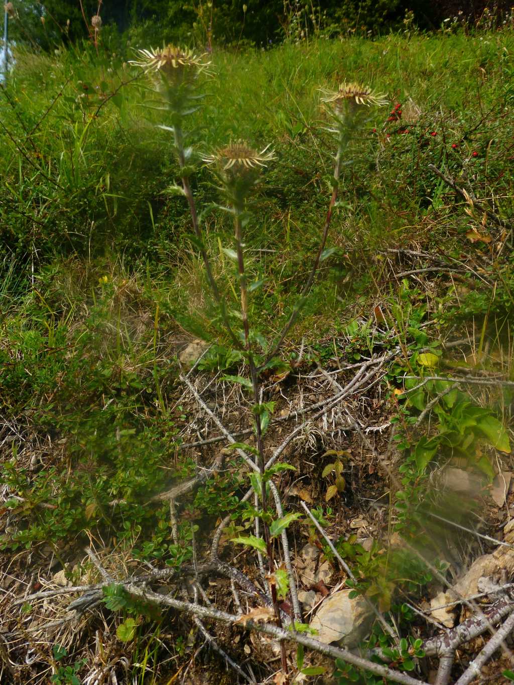 asteracea  - Carlina vulgaris