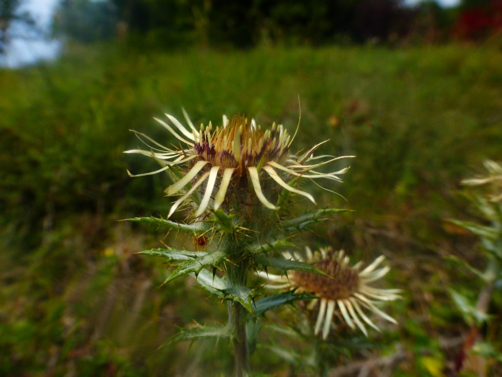 asteracea  - Carlina vulgaris
